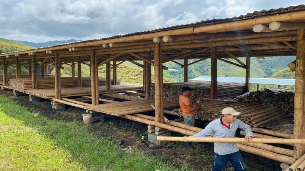Obreros trabajando con caña guadúa en una estructura de bambú en Ecuador