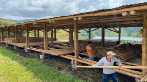 Obreros trabajando con caña guadúa en una estructura de bambú en Ecuador