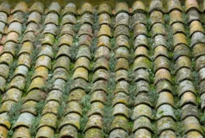 Cubierta de teja árabe con musgo y vegetación, arquitectura tradicional