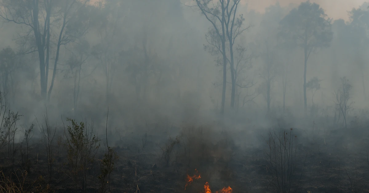 Vista aérea del Pantanal brasileño en 2025 tras la reducción histórica del 70% de los incendios forestales