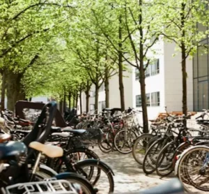 Bicicletas aparcadas bajo árboles en una calle de Copenhague, ejemplo de sostenibilidad y transporte ecológico.